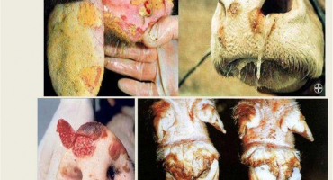 Původce a příznaky slintavky a kulhavky skotu, léčba krav a možná nebezpečí